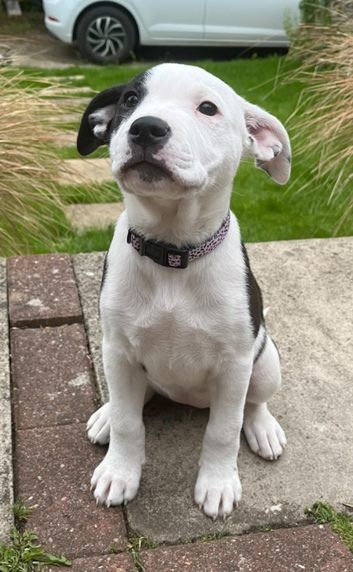 Stella the School Dog